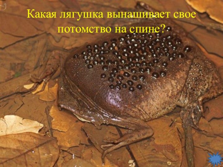 Какая лягушка вынашивает свое потомство на спине?