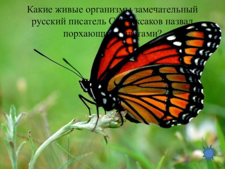Какие живые организмы замечательный русский писатель С.Т. Аксаков назвал порхающими цветами?