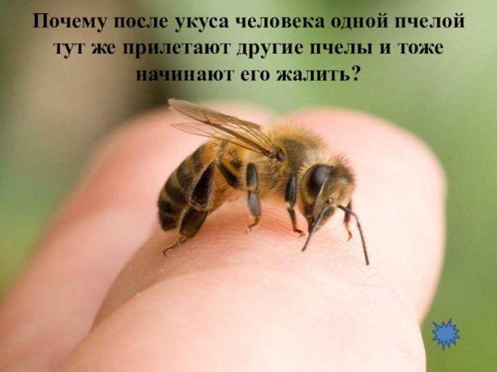 Почему после укуса человека одной пчелой тут же прилетают другие пчелы и тоже начинают его жалить?