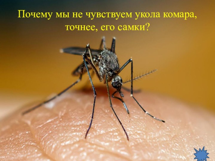 Почему мы не чувствуем укола комара, точнее, его самки?