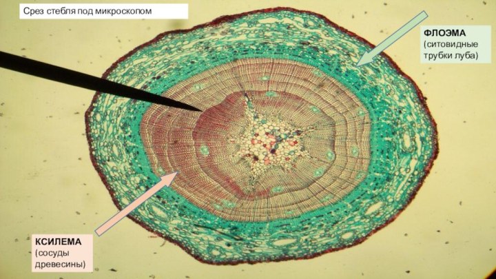 Срез стебля под микроскопомФЛОЭМА (ситовидные трубки луба)КСИЛЕМА (сосуды древесины)