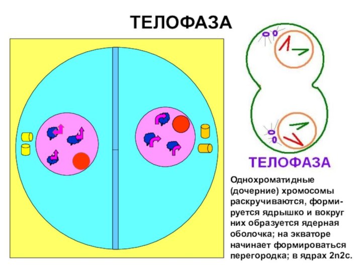 ТЕЛОФАЗАОднохроматидные (дочерние) хромосомы раскручиваются, форми-руется ядрышко и вокруг них образуется ядерная