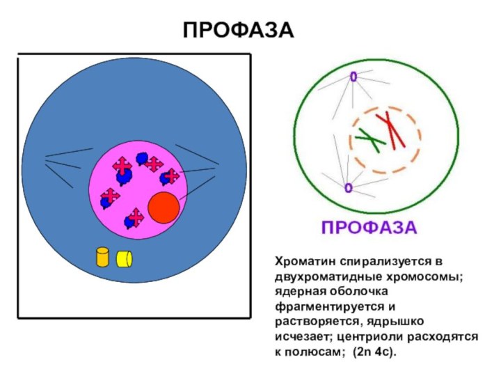 ПРОФАЗАХроматин спирализуется в двухроматидные хромосомы; ядерная оболочка