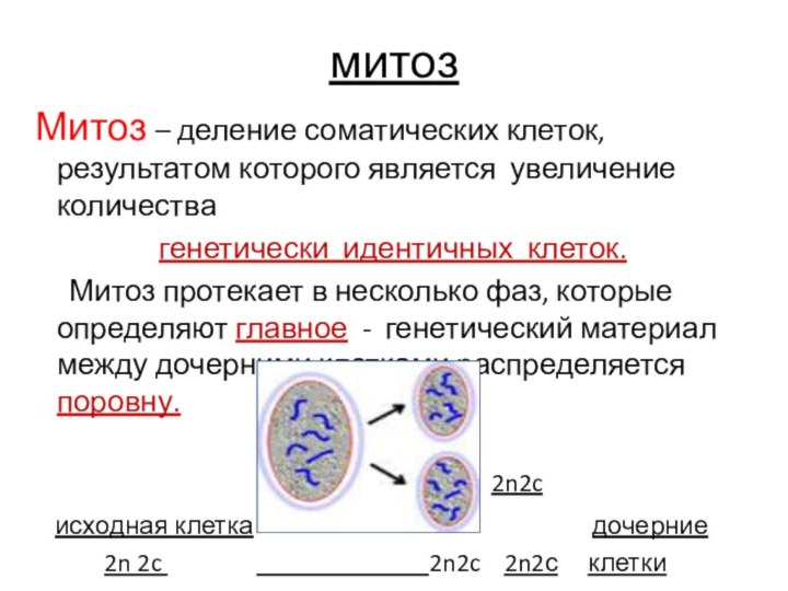 митоз Митоз – деление соматических клеток, результатом которого является увеличение количества