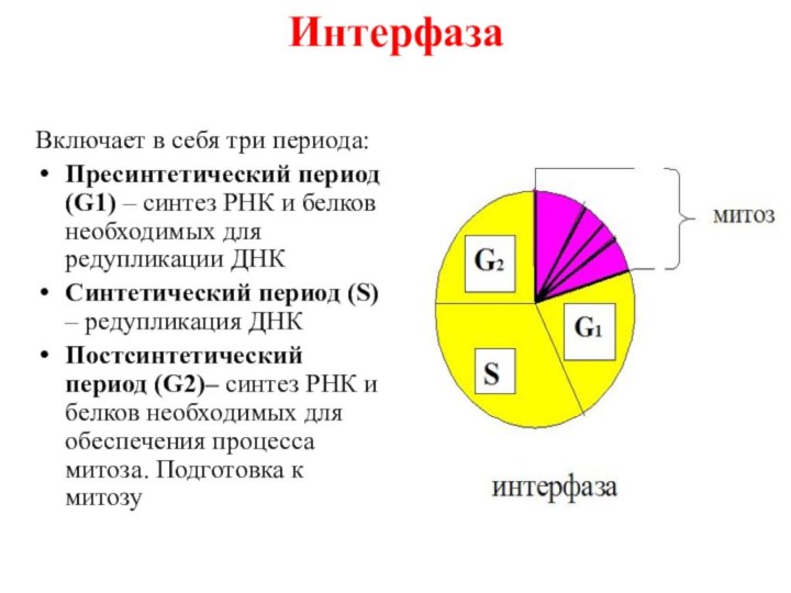 ИнтерфазаВключает в себя три периода: Пресинтетический период (G1) – синтез РНК и