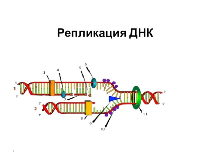 *Репликация ДНК
