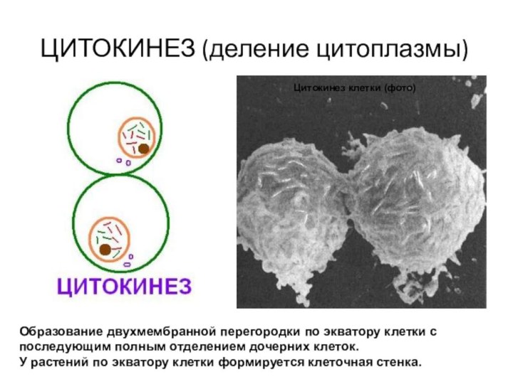 ЦИТОКИНЕЗ (деление цитоплазмы)Образование двухмембранной перегородки по экватору клетки с последующим полным отделением