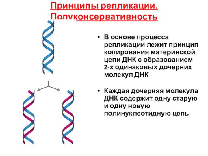 Принципы репликации. ПолуконсервативностьВ основе процесса репликации лежит принцип копирования материнской цепи ДНК