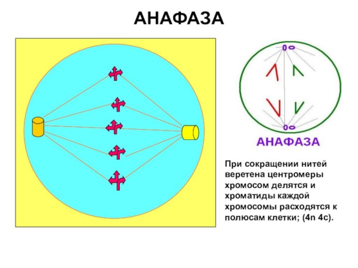 АНАФАЗАПри сокращении нитей веретена центромеры хромосом делятся и хроматиды каждой хромосомы расходятся