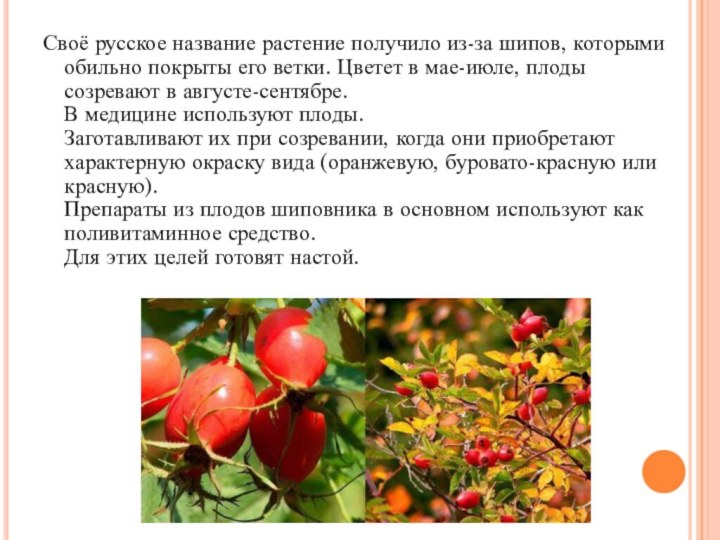 Своё русское название растение получило из-за шипов, которыми обильно покрыты его