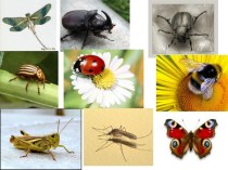 Презентация у уроку окружающего мира Кто такие насекомые 1 класс