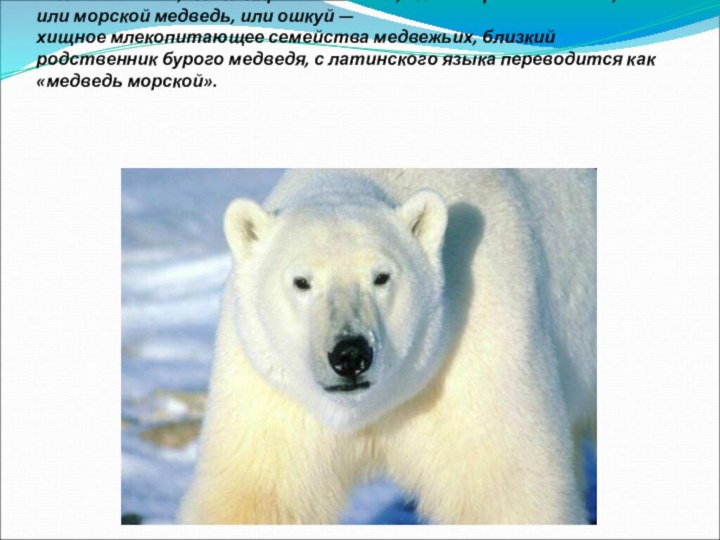 Бе́лый медве́дь, или полярный медведь, или северный медведь, или морской медведь, или ошкуй — хищное млекопитающее семейства медвежьих, близкий