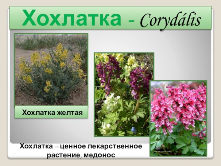 Хохлатка - Corydális Хохлатка желтаяХохлатка – ценное лекарственное растение, медонос