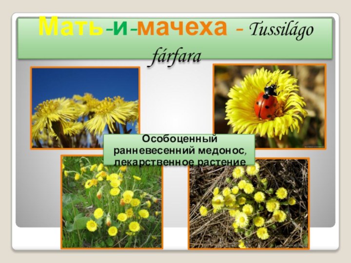 Мать-и-мачеха - Tussilágo fárfaraОсобоценный ранневесенний медонос, лекарственное растение