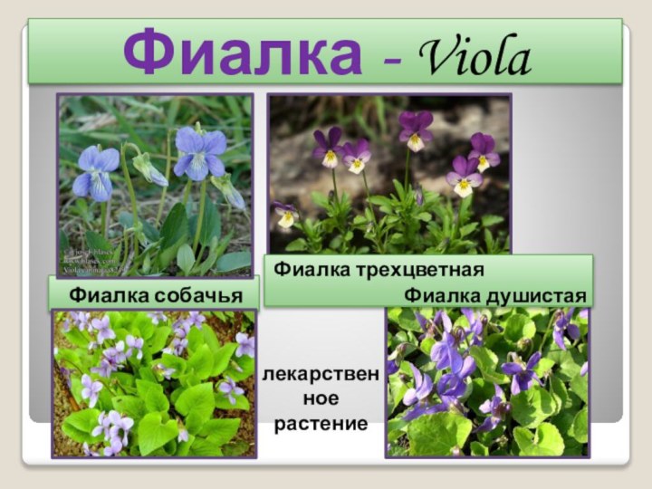 Фиалка - ViolaФиалка собачьяФиалка трехцветнаяФиалка душистаялекарственное растение