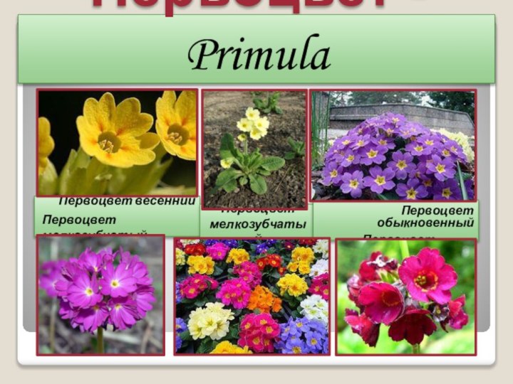 Первоцвет - PrimulaПервоцвет весеннийПервоцвет мелкозубчатыйПервоцвет мелкозубчатыйПервоцвет обыкновенныйПервоцвет