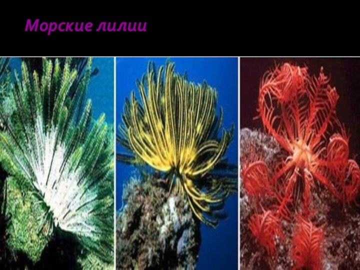 Морские лилии–   единственный современный класс прикреплённых иглокожих. В центре