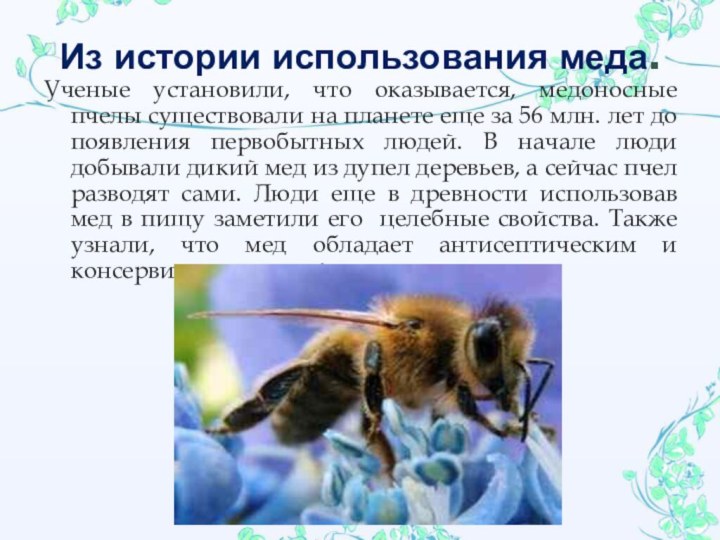 Из истории использования меда.Ученые установили, что оказывается, медоносные пчелы существовали на планете