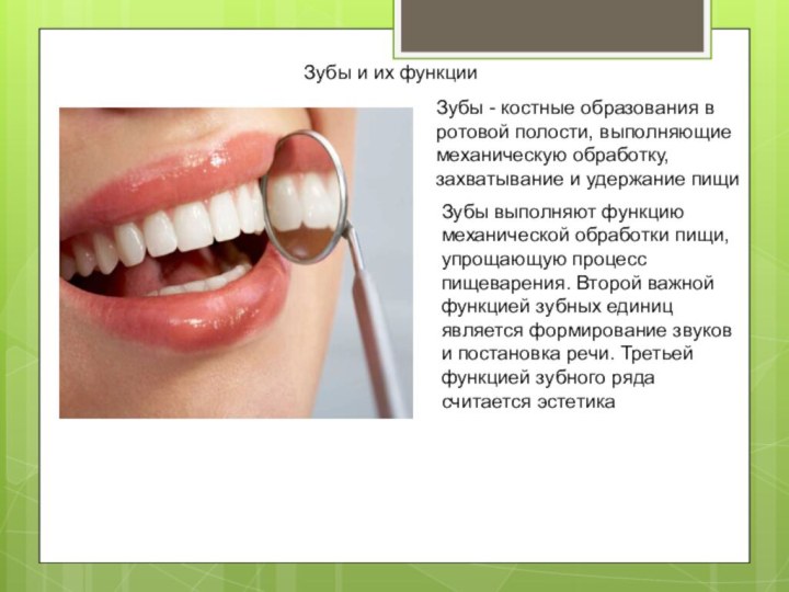 Зубы и их функцииЗубы - костные образования в ротовой полости, выполняющие механическую