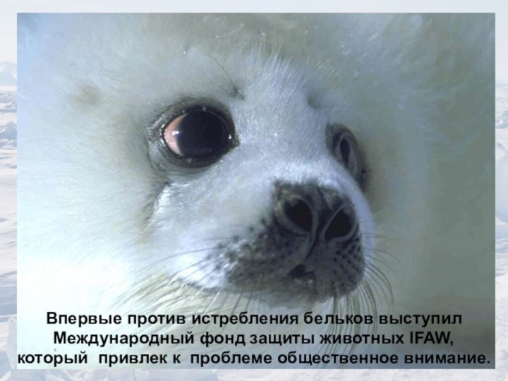 Впервые против истребления бельков выступил Международный фонд защиты животных IFAW, который привлек