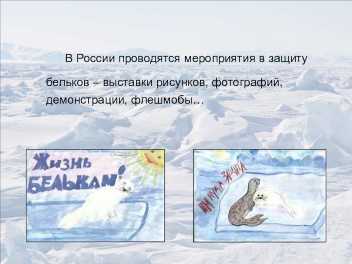 В России проводятся мероприятия в защиту бельков – выставки рисунков, фотографий, демонстрации, флешмобы…