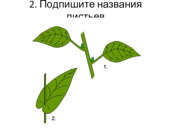 2. Подпишите названия листьев