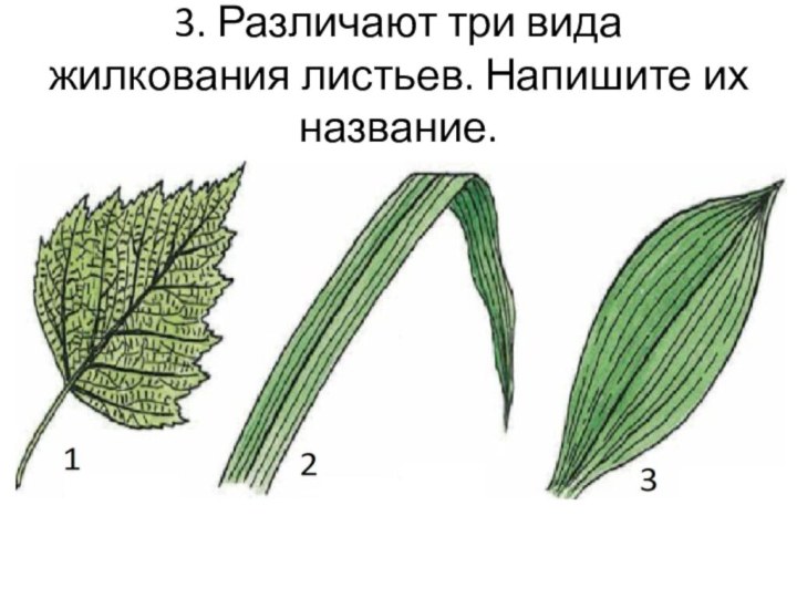 3. Различают три вида жилкования листьев. Напишите их название.