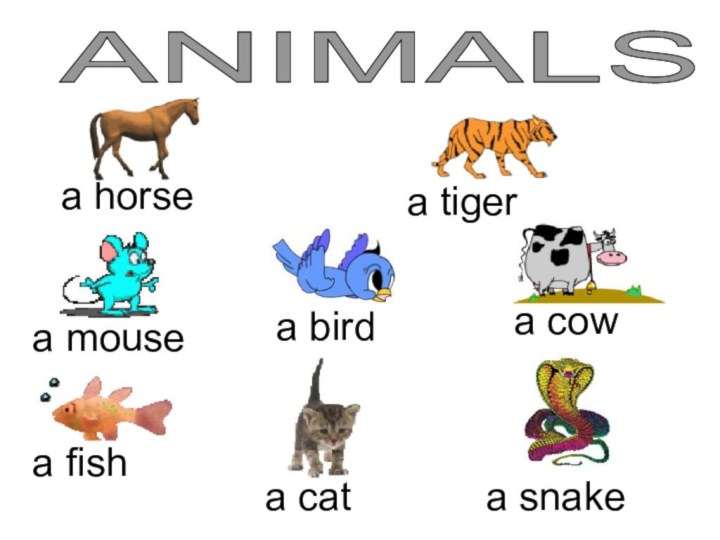 ANIMALS a cata mousea tiger a fish a cow a snake a horse a bird