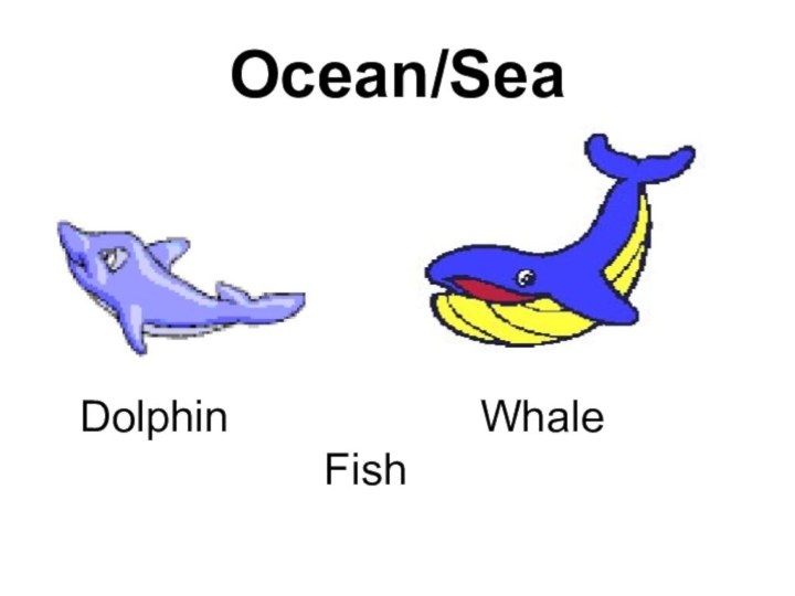Ocean/SeaDolphin          Fish
