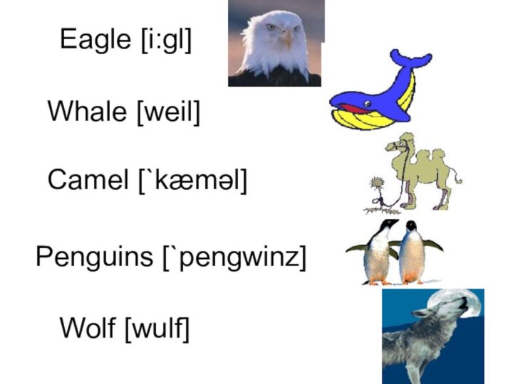 Eagle [i:gl]Whale [weil]Camel [`kæməl] Penguins [`pengwinz]Wolf [wulf]