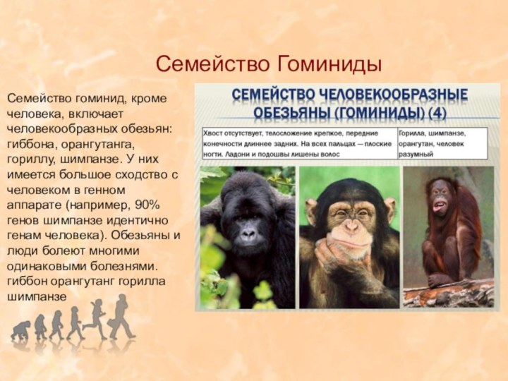 Семейство ГоминидыСемейство гоминид, кроме человека, включает человекообразных обезьян: гиббона, орангутанга, гориллу,
