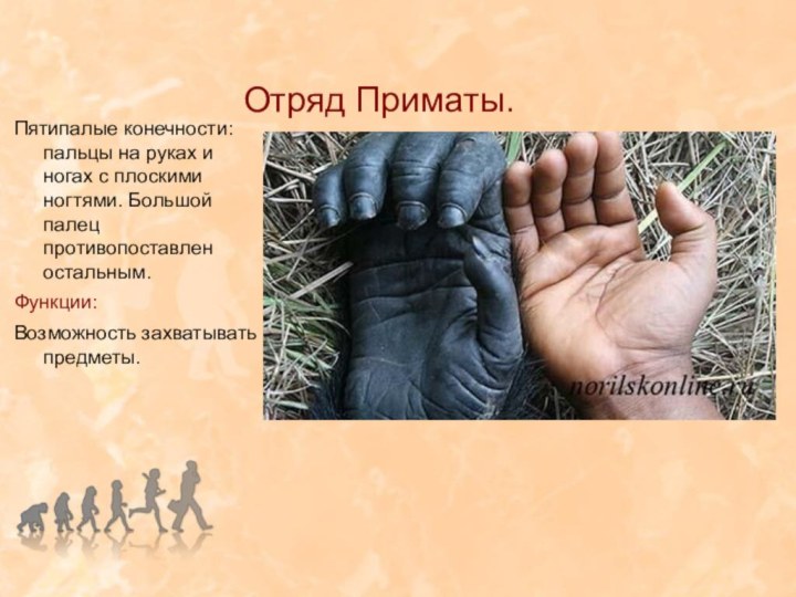 Отряд Приматы.Пятипалые конечности: пальцы на руках и ногах с плоскими ногтями. Большой