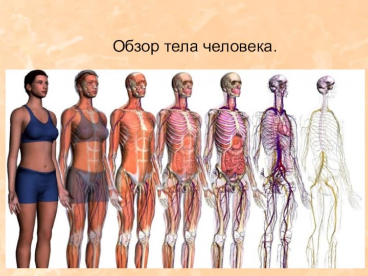 Обзор тела человека.