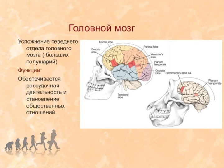 Головной мозгУсложнение переднего отдела головного мозга ( больших полушарий)Функции:Обеспечивается рассудочная деятельность и становление общественных отношений.