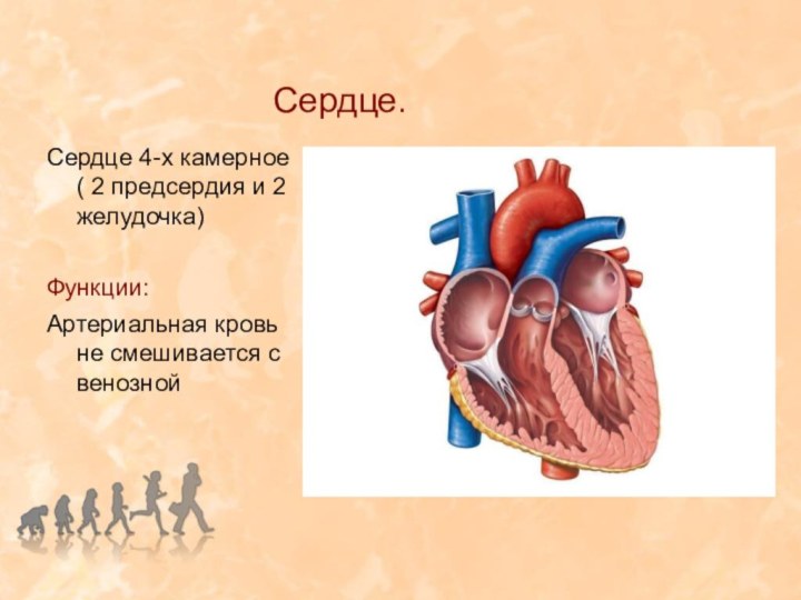 Сердце.Сердце 4-х камерное ( 2 предсердия и 2 желудочка)Функции:Артериальная кровь не смешивается с венозной