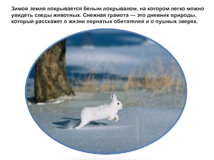 Зимой земля покрывается белым покрывалом, на котором легко можно увидеть следы животных.