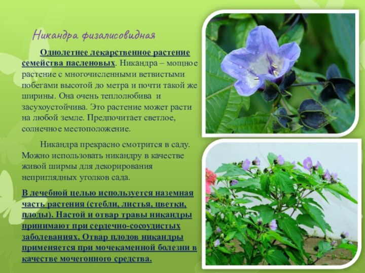 Никандра физалисовидная  	Однолетнее лекарственное растение семейства пасленовых. Никандра – мощное растение