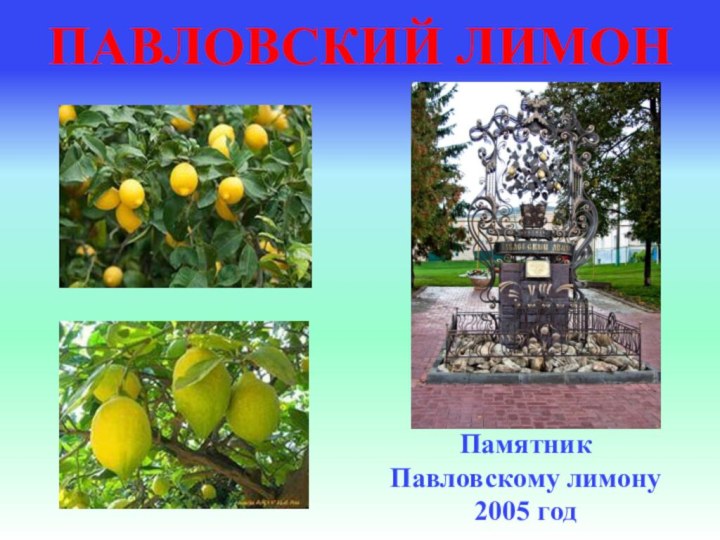 ПАВЛОВСКИЙ ЛИМОНПамятник Павловскому лимону 2005 год