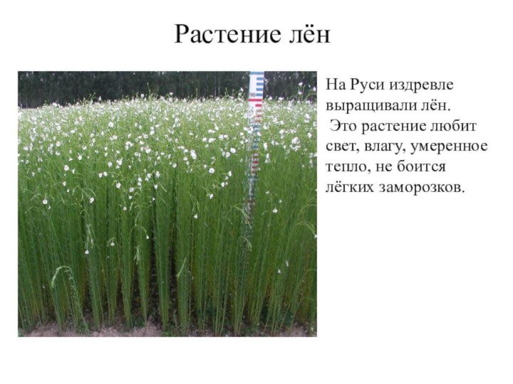 Растение лёнНа Руси издревле выращивали лён. Это растение любит свет, влагу, умеренное