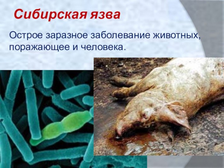 Сибирская язваОстрое заразное заболевание животных, поражающее и человека..