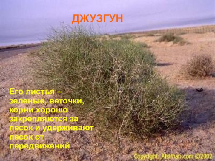 ДЖУЗГУНЕго листья – зеленые, веточки, корни хорошо закрепляются за песок и удерживают песок от передвижений