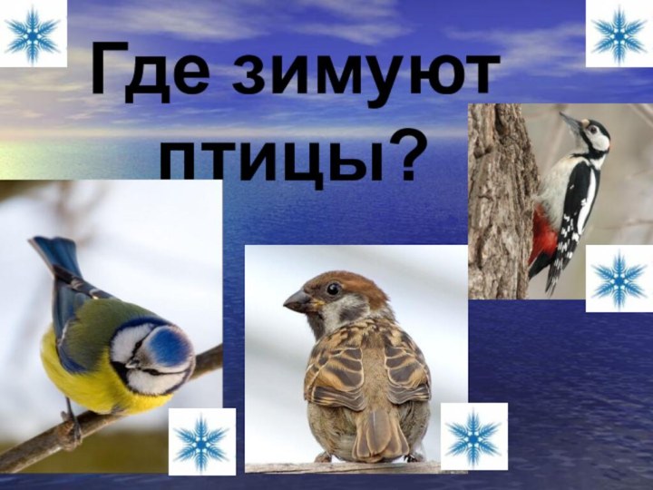 Где зимуют птицы?