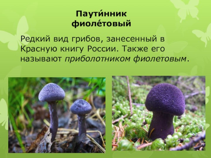 Паути́нник фиоле́товыйРедкий вид грибов, занесенный в Красную книгу России. Также его называют приболотником фиолетовым.