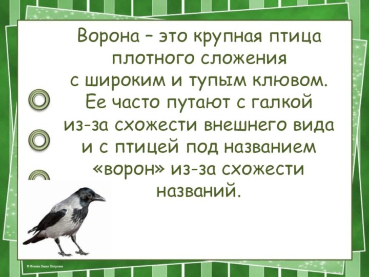 Ворона – это крупная птица плотного сложения с широким и тупым клювом.
