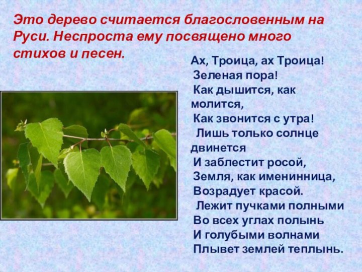 Это дерево считается благословенным на Руси. Неспроста ему посвящено много стихов и