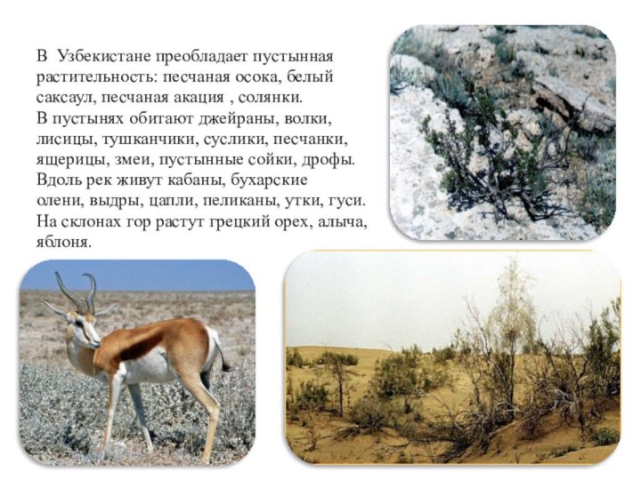 В Узбекистане преобладает пустыннаярастительность: песчаная осока, белыйсаксаул, песчаная акация , солянки.В пустынях