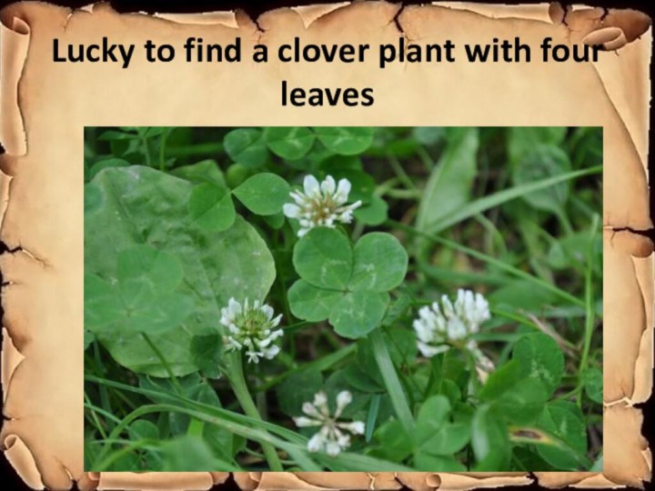 Lucky to find a clover plant with four leaves