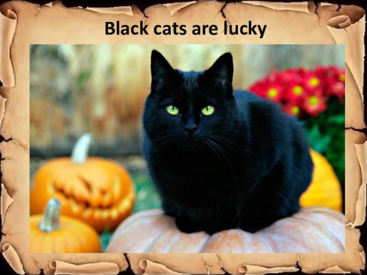 Black cats are lucky