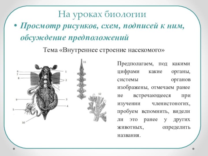 Просмотр рисунков, схем, подписей к ним, обсуждение предположений Тема «Внутреннее строение насекомого»На
