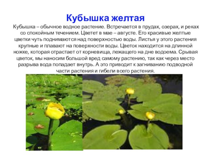 Кубышка желтая Кубышка – обычное водное растение. Встречается в прудах, озерах, и